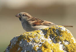 Moineau domestique