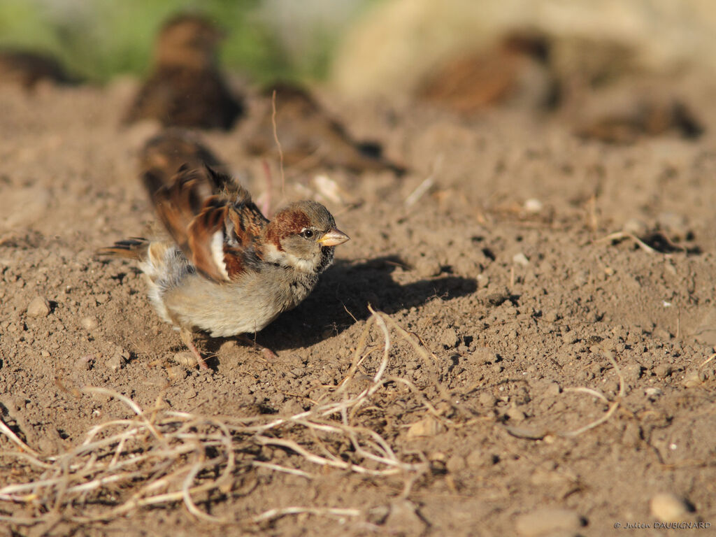 Moineau domestique, identification, Comportement