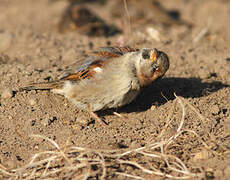 Moineau domestique