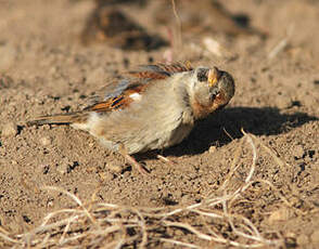 Moineau domestique