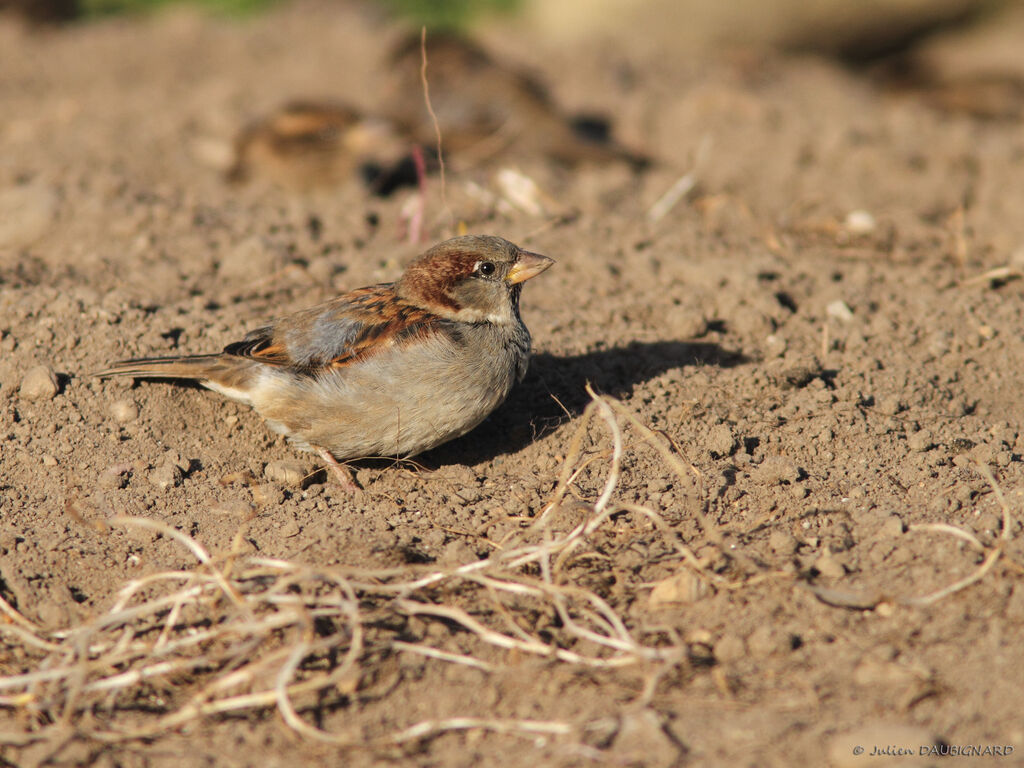 Moineau domestique, identification