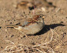 House Sparrow