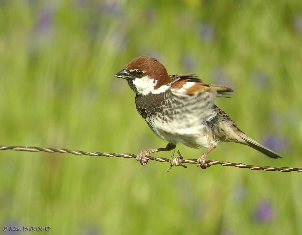 Spanish Sparrow male, identification