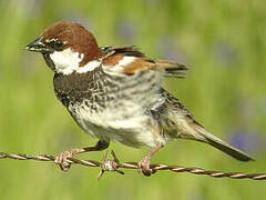 Moineau espagnol