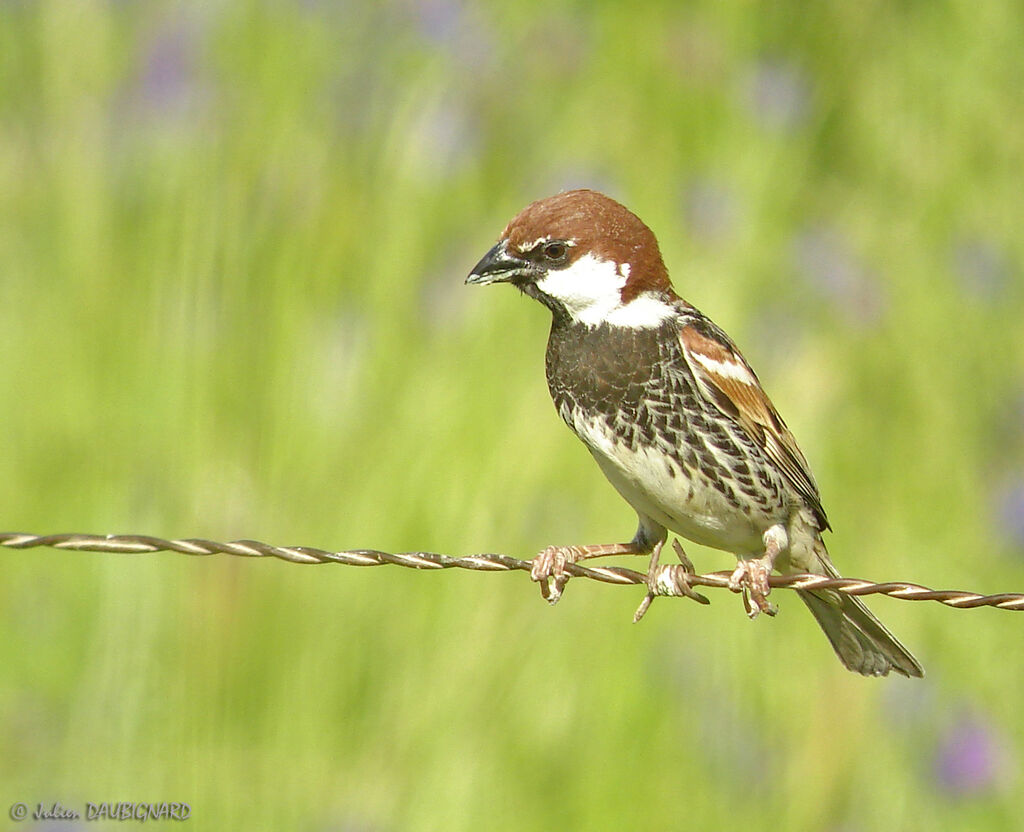 Moineau espagnol mâle, identification