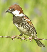 Spanish Sparrow