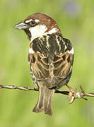 Spanish Sparrow