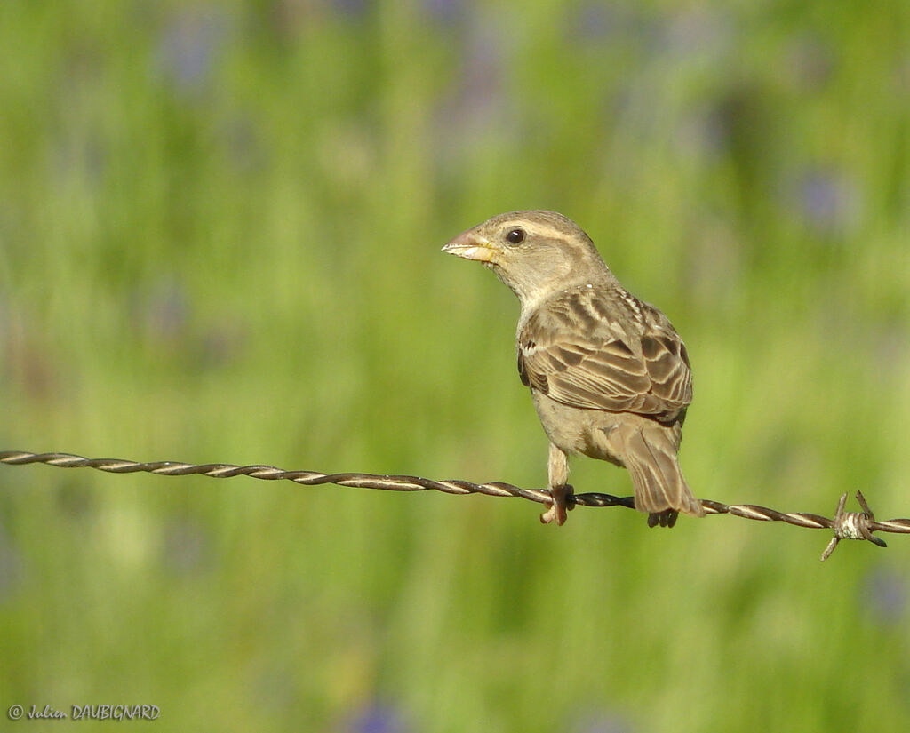 Moineau espagnol femelle, identification