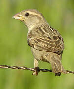 Spanish Sparrow