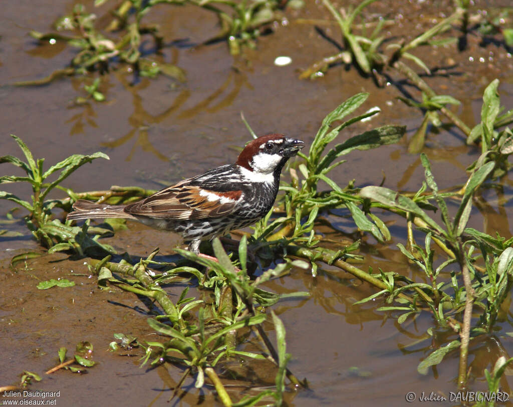 Spanish Sparrow male adult, drinks