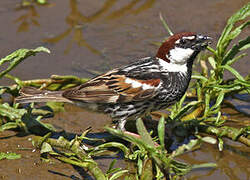 Spanish Sparrow