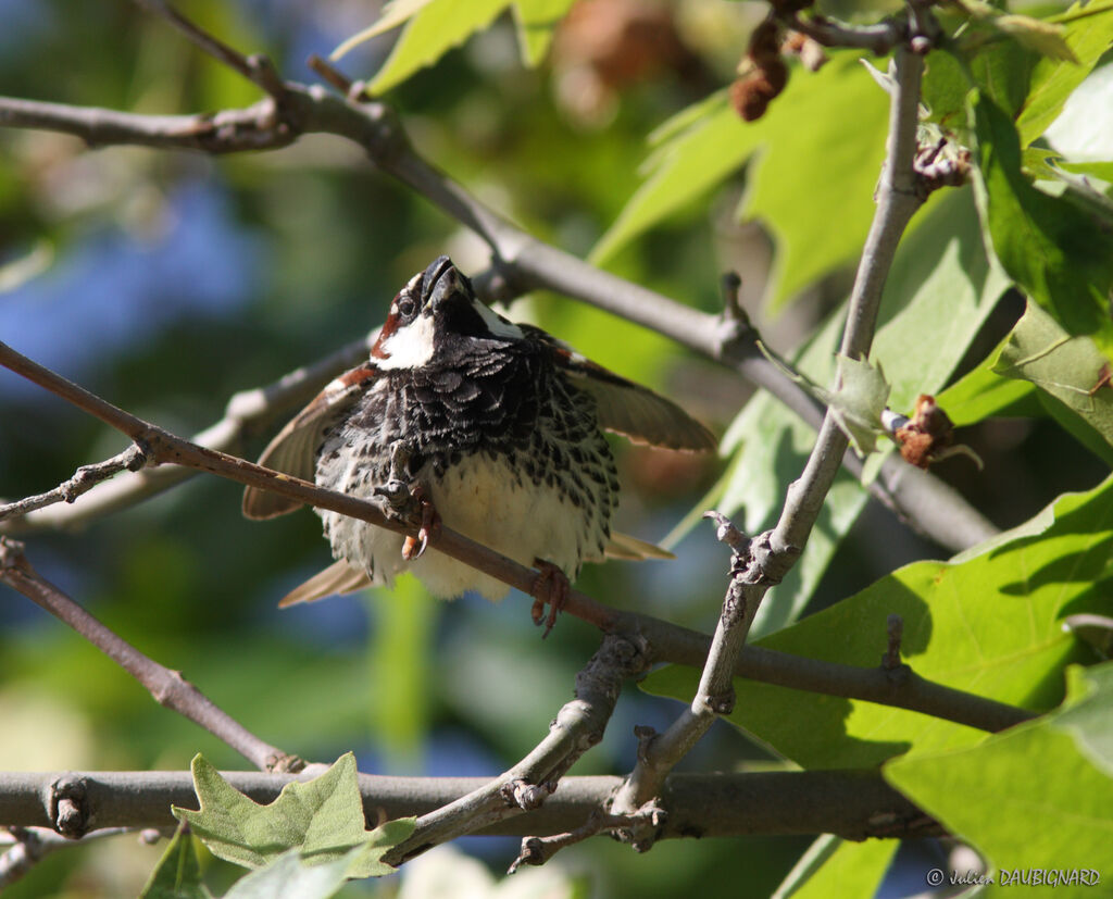 Moineau espagnol mâle, identification