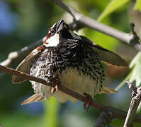 Spanish Sparrow