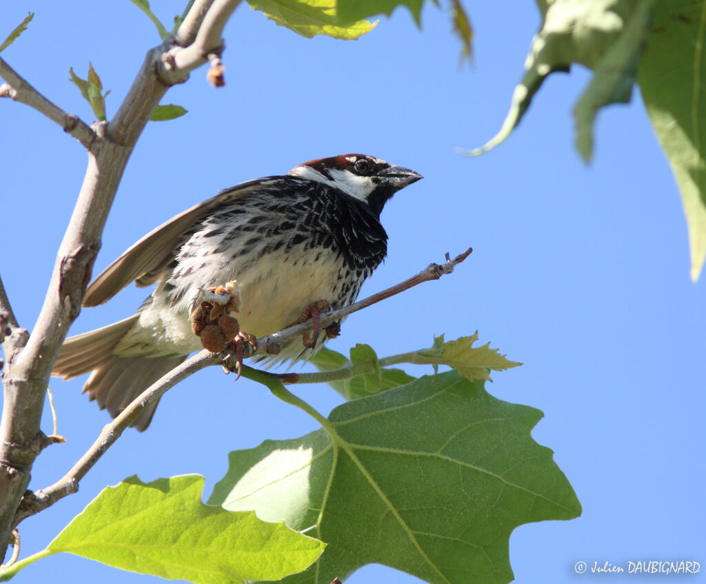 Moineau espagnol mâle, identification