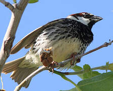 Moineau espagnol