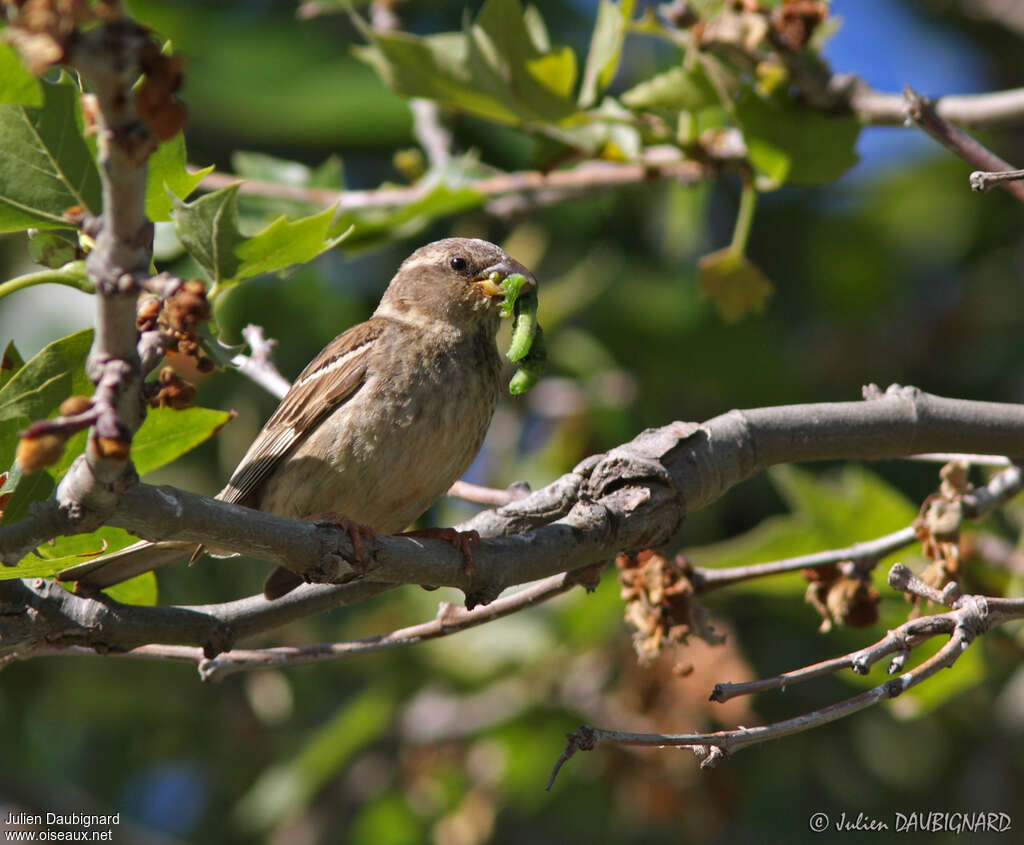 Moineau espagnol femelle adulte, régime, Nidification