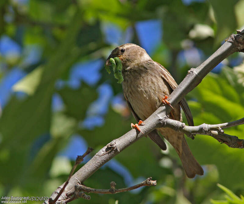 Comment On Dit Oiseau En Espagnol Moineau espagnol femelle adulte - juda91800