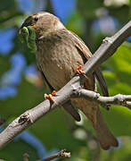 Spanish Sparrow