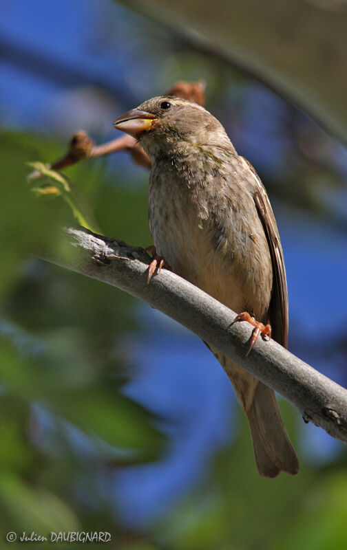 Moineau espagnol femelle, identification