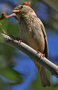 Spanish Sparrow