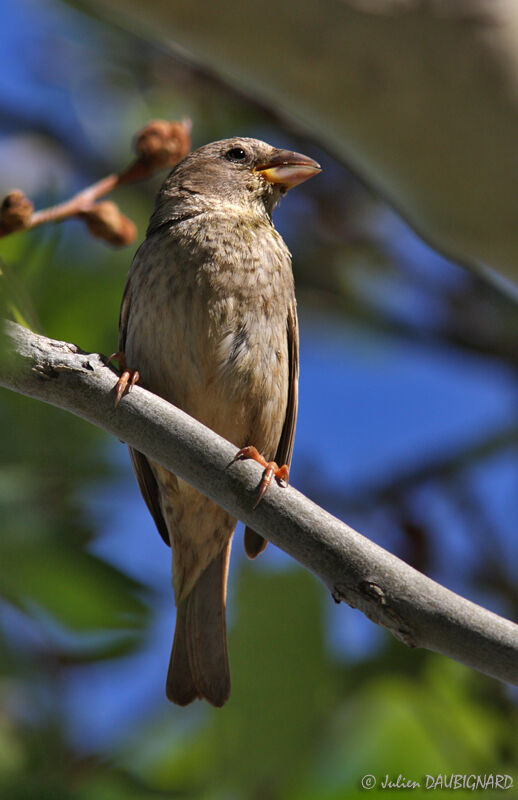Spanish Sparrow female, identification