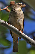 Spanish Sparrow