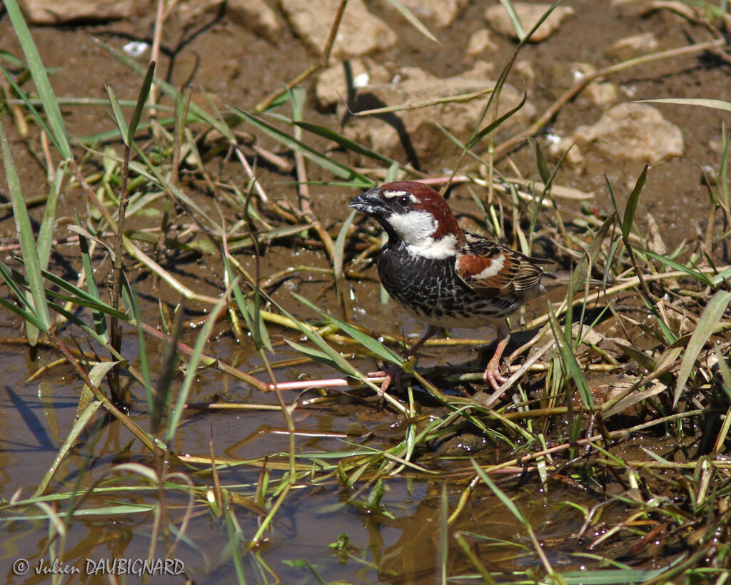 Spanish Sparrow male, identification