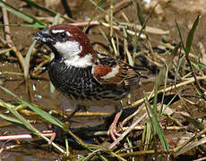 Spanish Sparrow