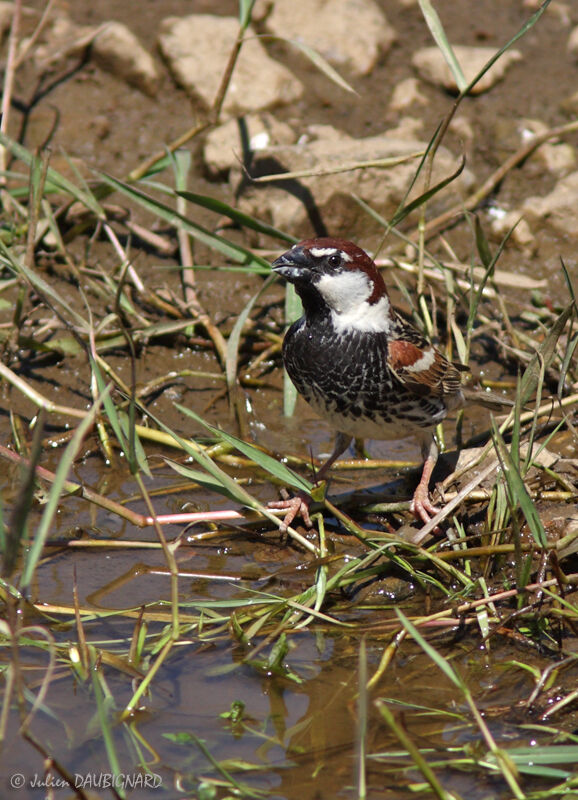 Spanish Sparrow male, identification