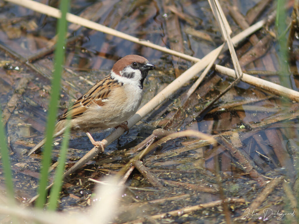 Eurasian Tree Sparrow, identification