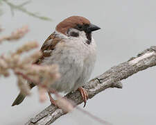 Eurasian Tree Sparrow