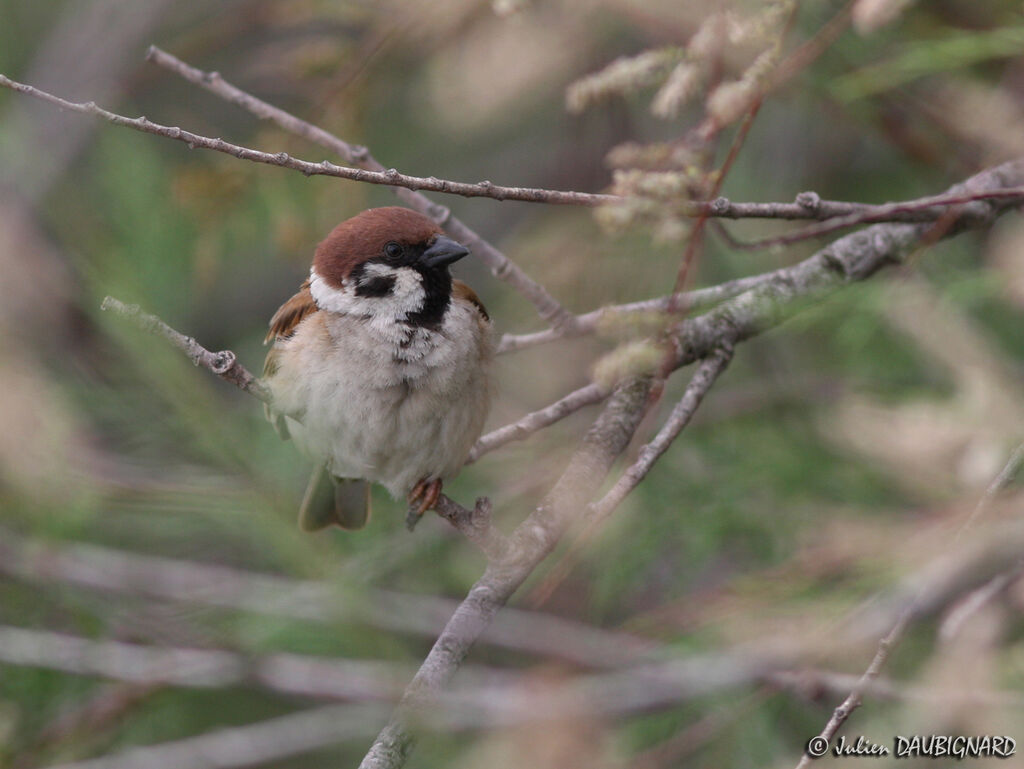 Eurasian Tree Sparrowadult, identification