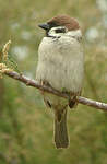 Moineau friquet