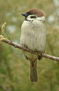 Eurasian Tree Sparrow