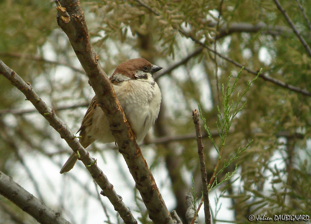 Moineau friquetadulte, identification