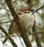 Eurasian Tree Sparrow