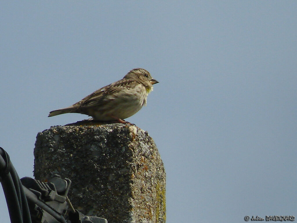 Rock Sparrowadult, identification