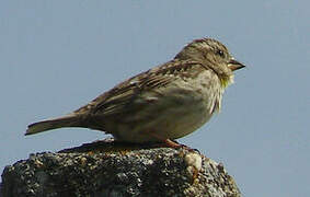 Rock Sparrow