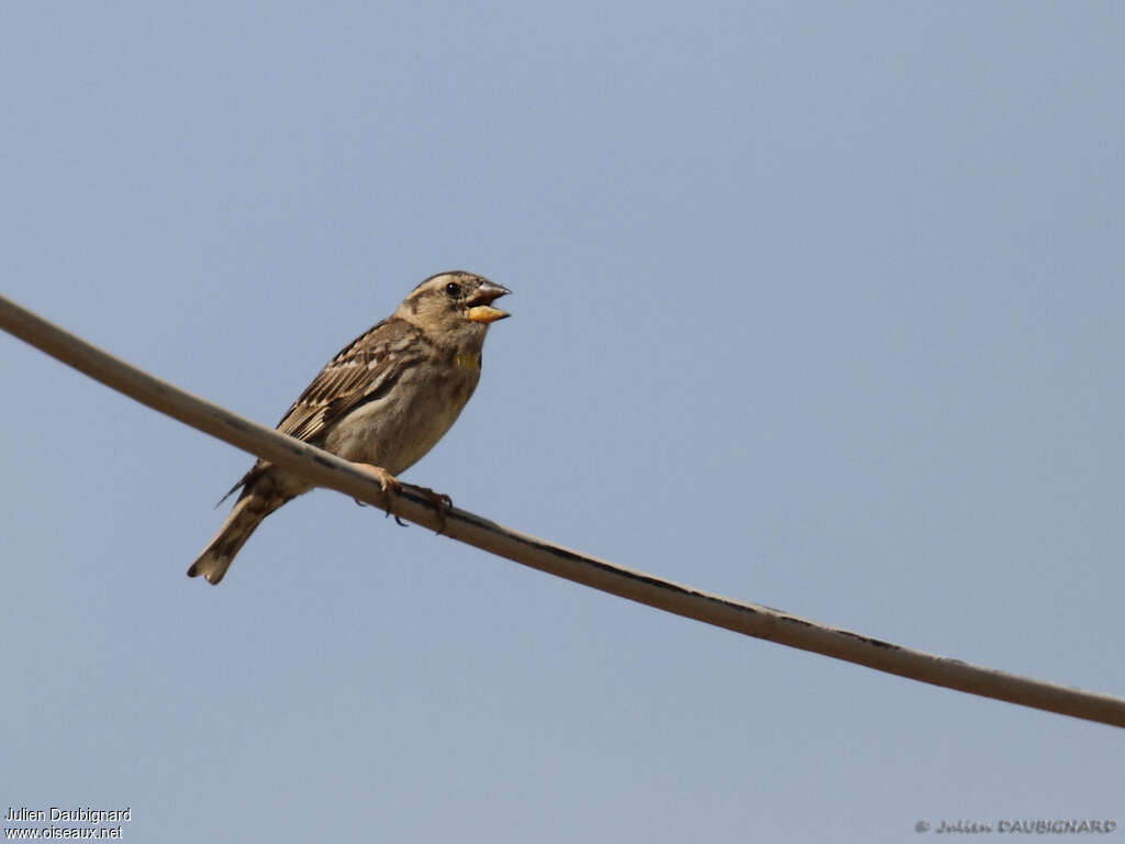 Rock Sparrowadult breeding, song