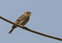 Rock Sparrow