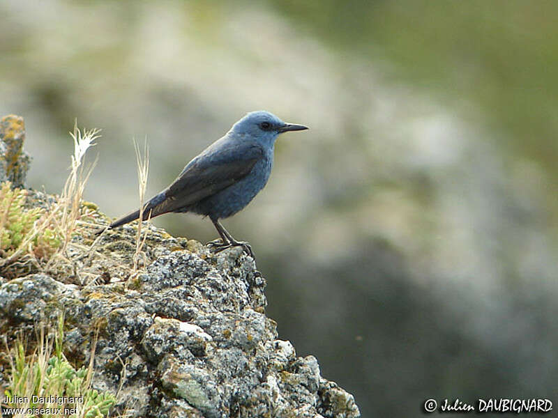 Monticole bleu mâle adulte nuptial, habitat, pigmentation, Comportement