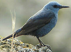 Blue Rock Thrush