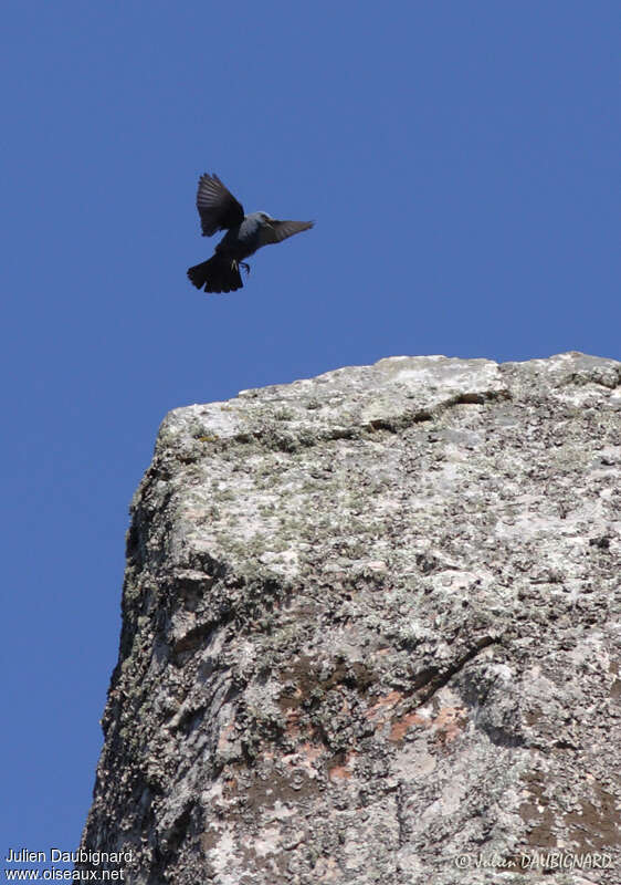 Blue Rock Thrush male adult, courting display, song