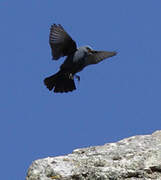 Blue Rock Thrush