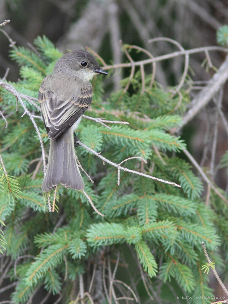 Eastern Phoebe, identification