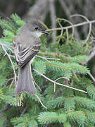 Eastern Phoebe