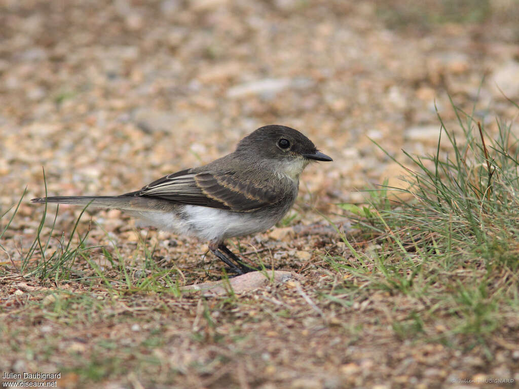 Eastern Phoebejuvenile, identification