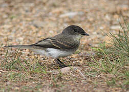 Eastern Phoebe