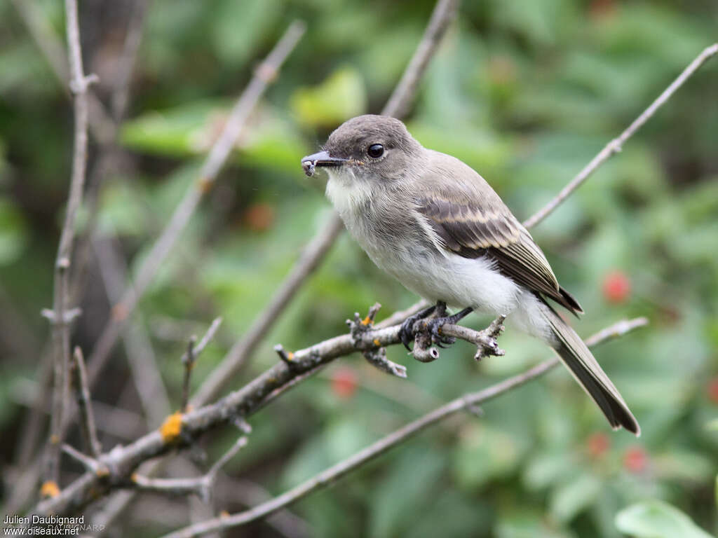 Eastern Phoebejuvenile, eats