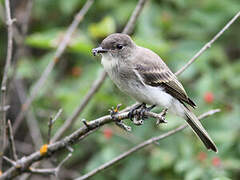 Eastern Phoebe